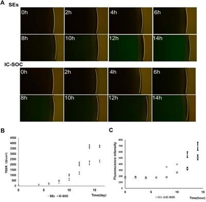 Analysis of drug efficacy for inflammatory skin on an organ-chip system